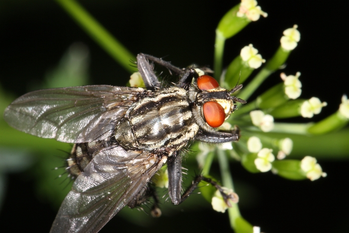 Macro chalet aout 2010 - 006